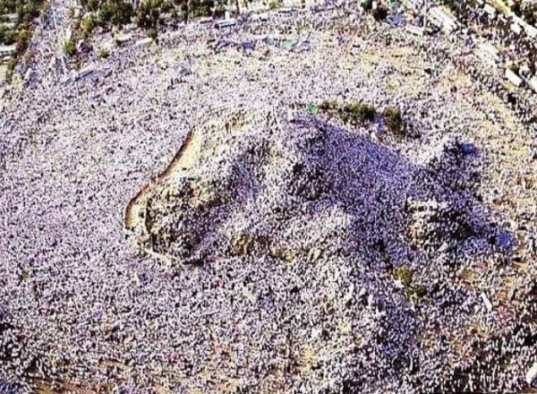 هنّأت رابطة العالم الإسلامي، المملكة العربية السعودية قيادةً وشعباً، بنجاح موسم الحج لهذا العام 1443هـ
